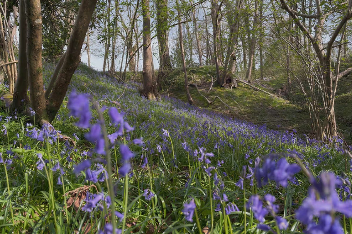 Bluebells in the wood at Lower Hawksfold