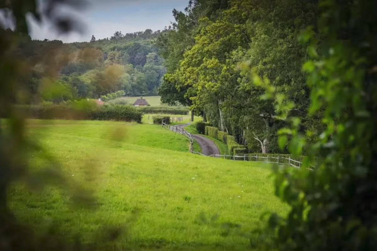 The lane and the fields at Lower Hawksfold