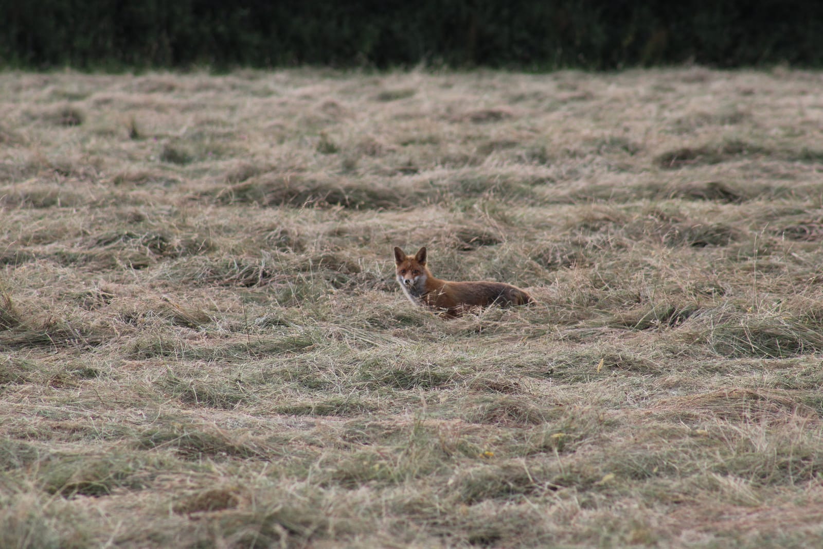 A fox pauses in the cut hay — the owls are not the only hunters on this beat