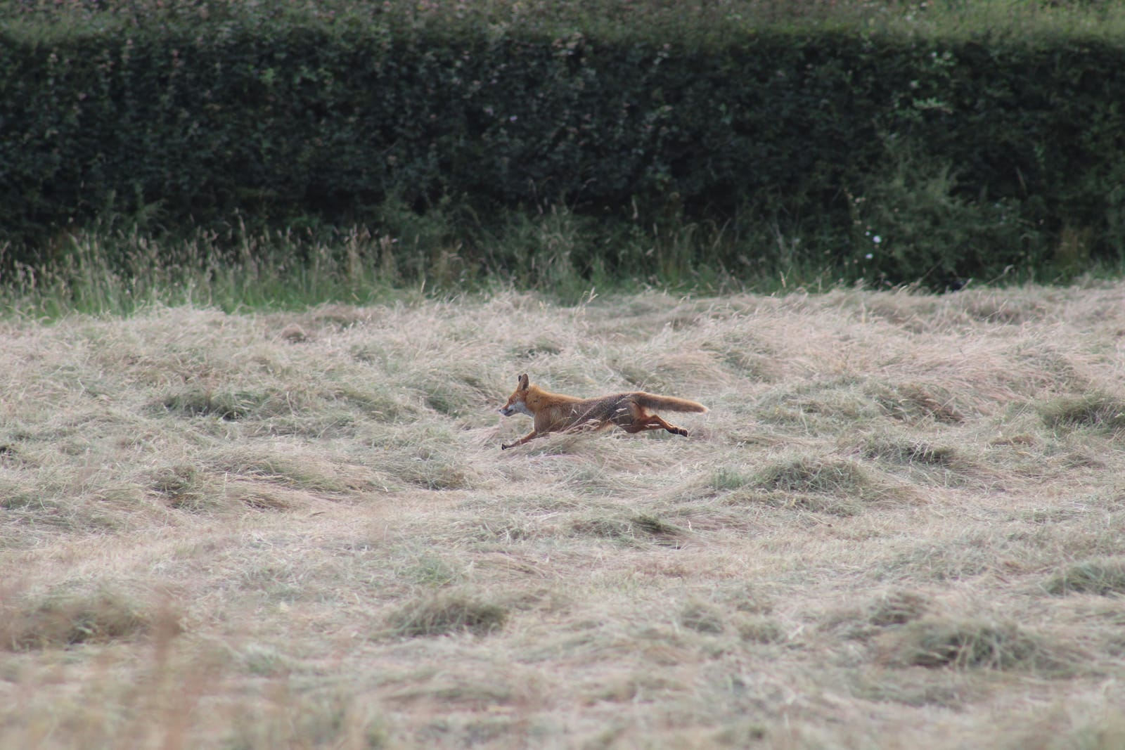 A fox at full stretch across the hay field — blink and you miss it.