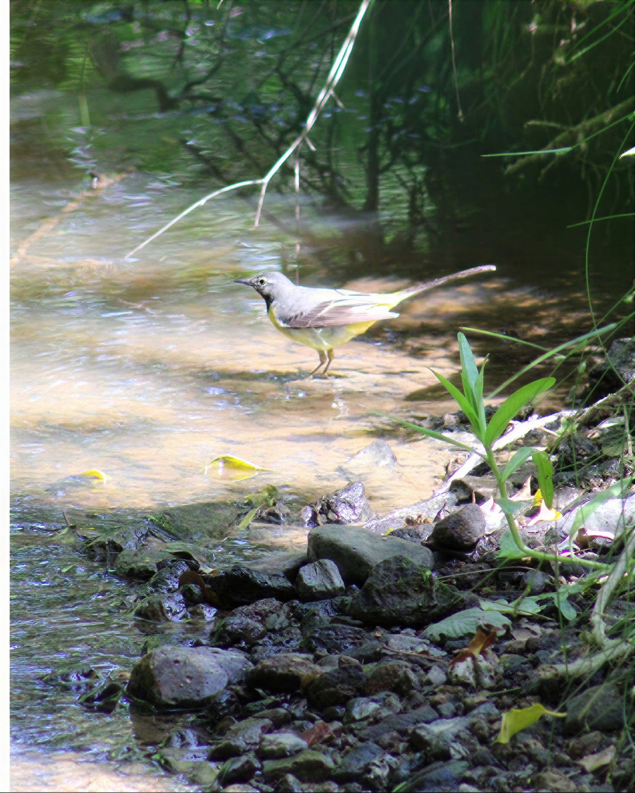 A grey wagtail working the shallows — one of the regulars at this hide