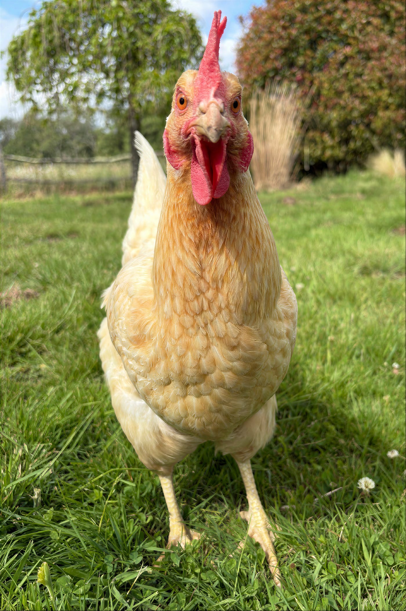 The welcome committee. Eggs sometimes make it to the honesty store.