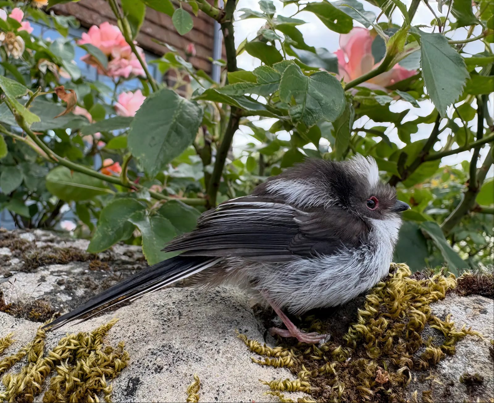 Wildlife at Hawksfold