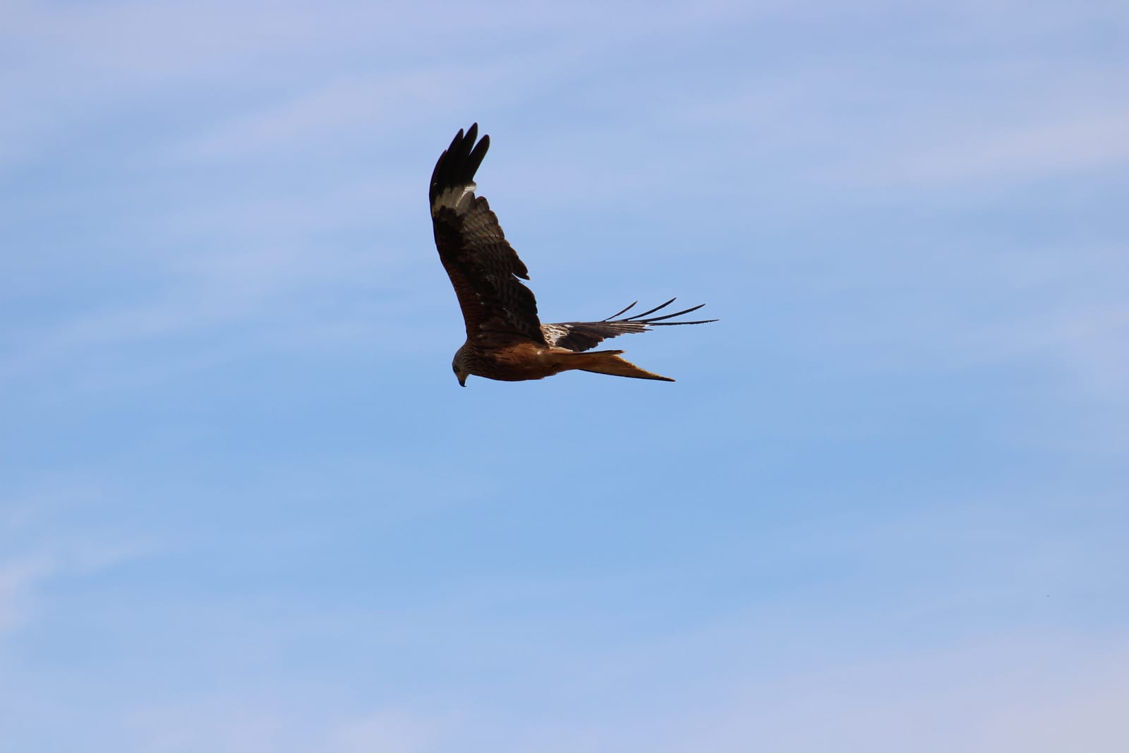 A red kite banking over the ridge — a daily sight from this hide