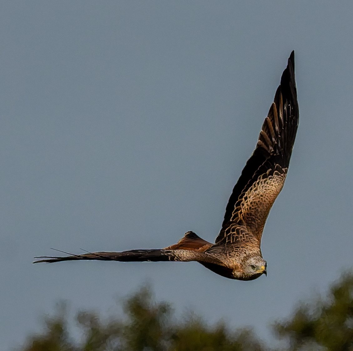 A red kite in flight, wings raised