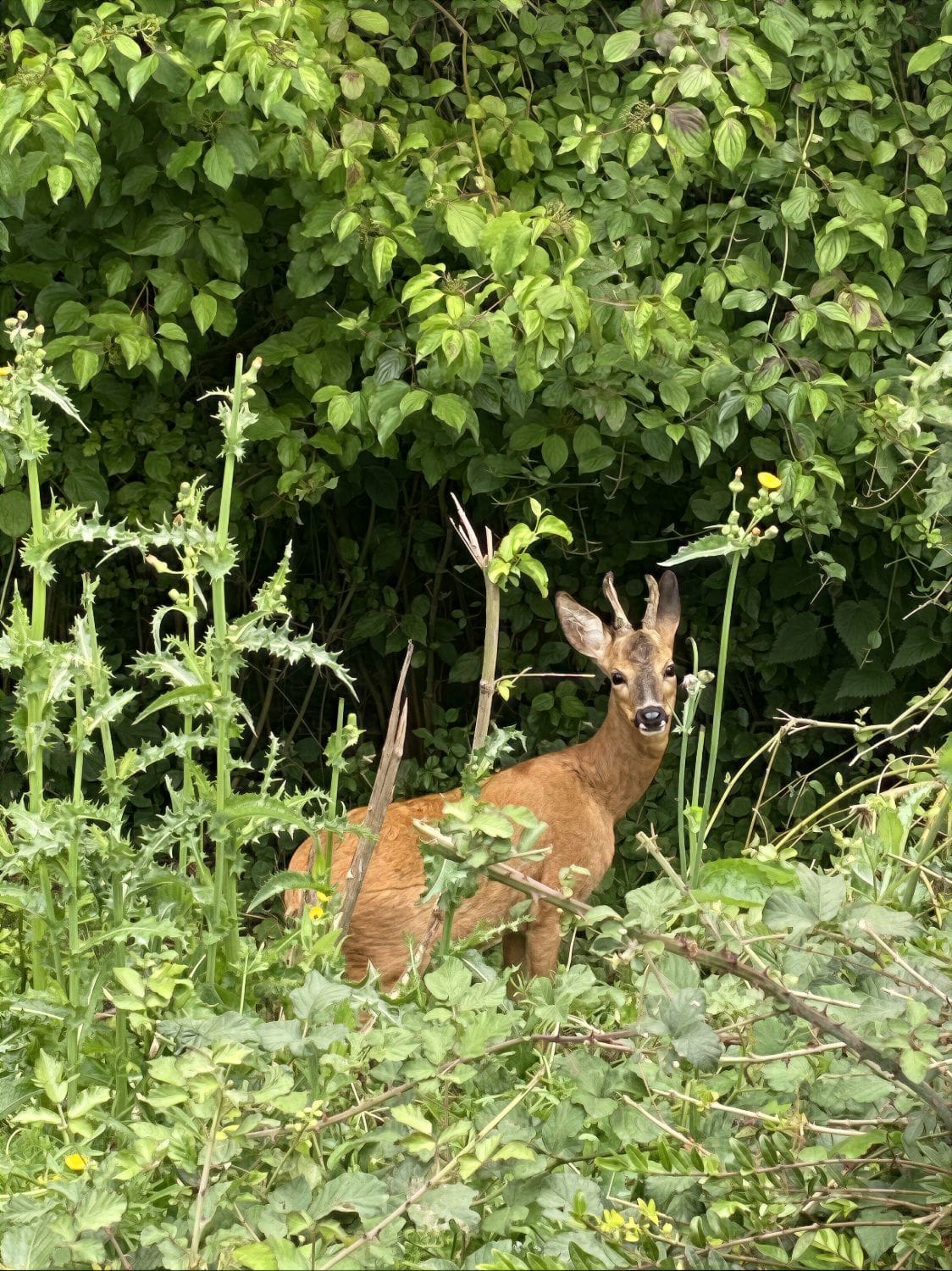 A roe buck at the wood edge — most mornings, if you are quiet.