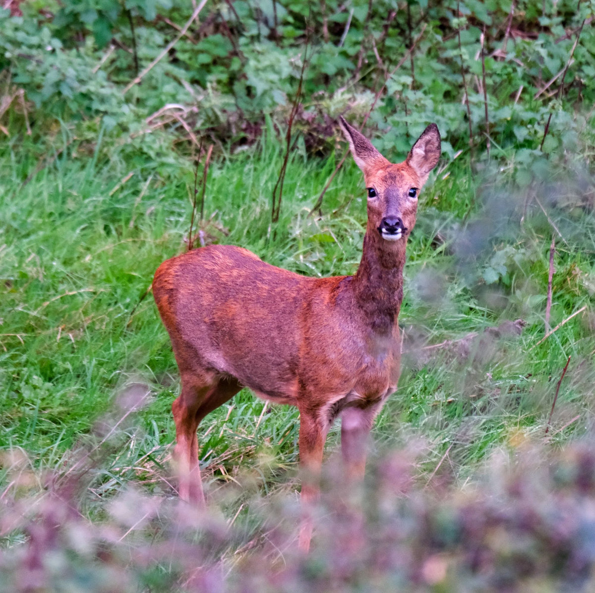 A roe doe in the long grass, looking straight at the camera