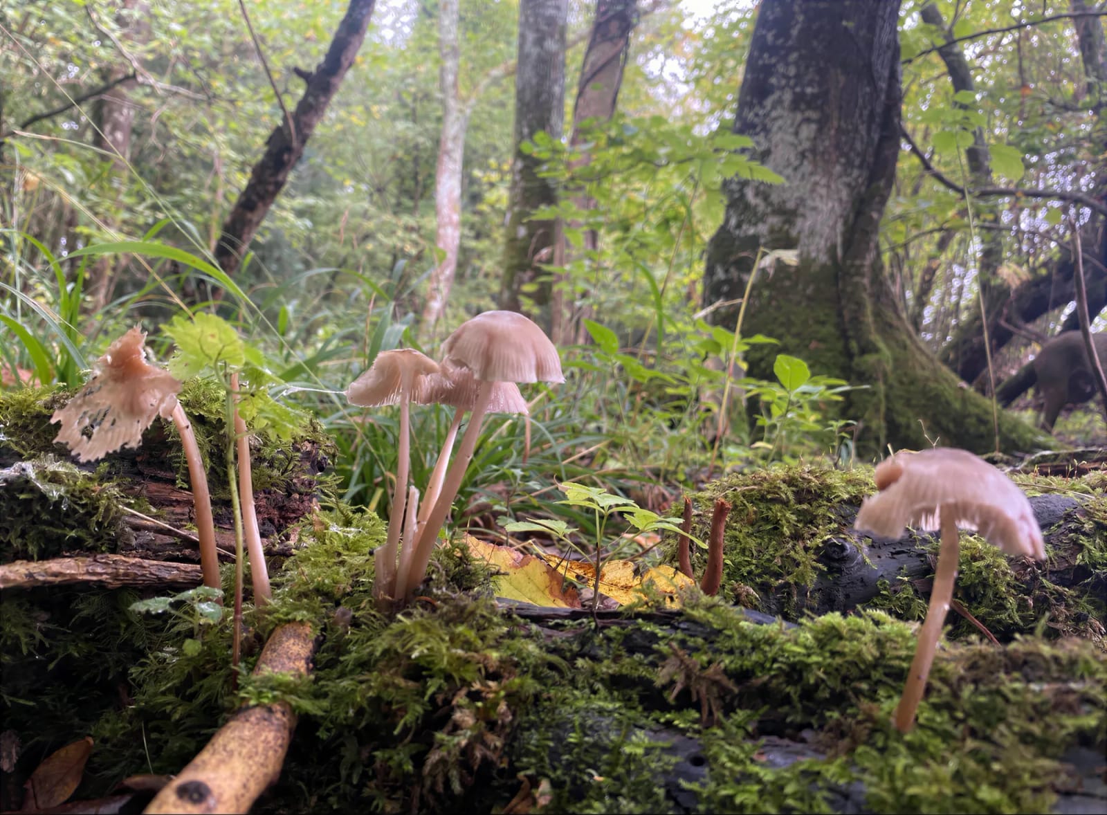 The deadwood we leave standing: first the fungi, then the insects, then the woodpeckers.