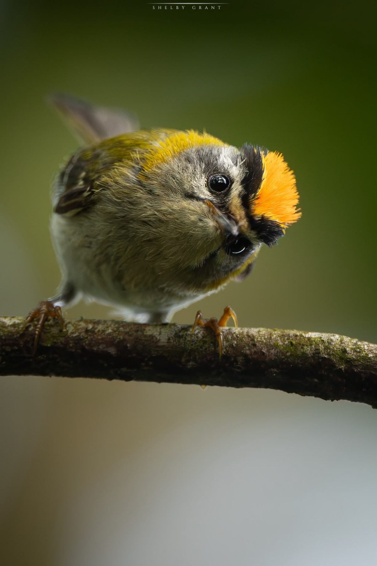 A firecrest perched on a twig