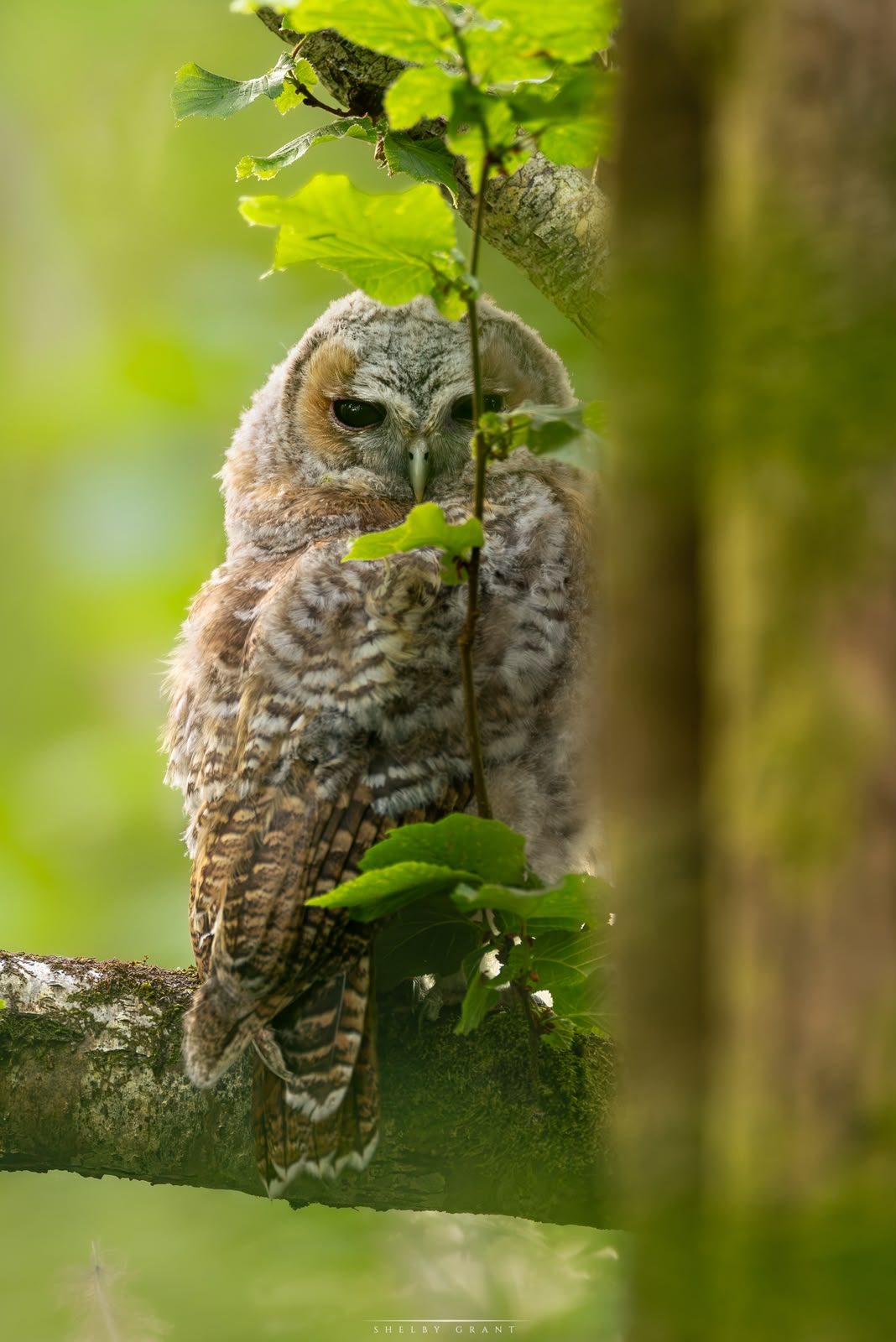 A tawny owl on a branch among leaves